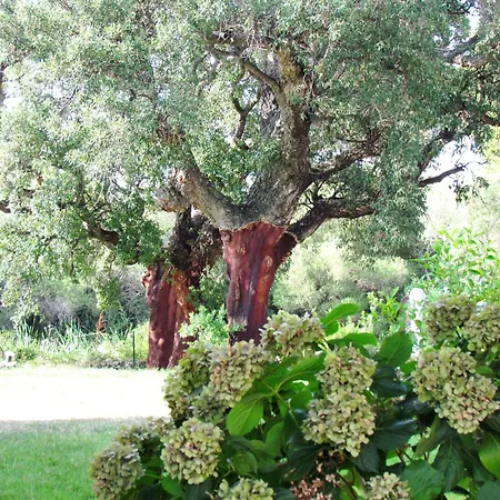 Hotel Li Suari Club Village San Teodoro (Sardinia)